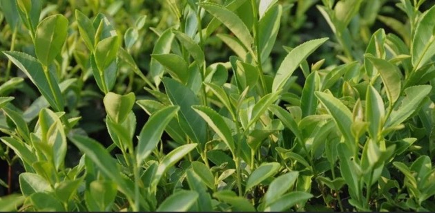茶氨酸除了助眠还可以这样用