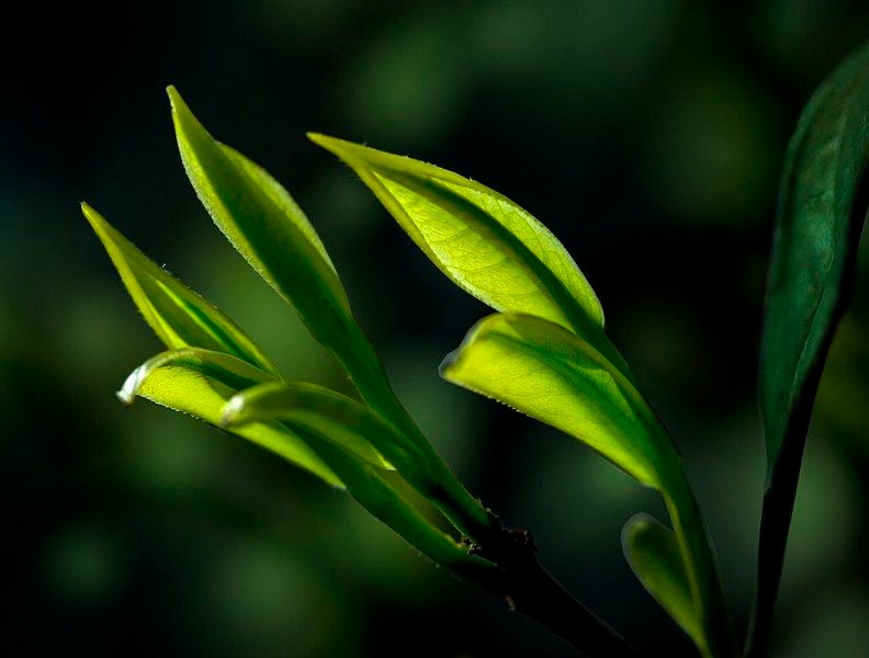 绿茶提取物